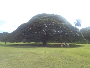 ハワイ　日立の木